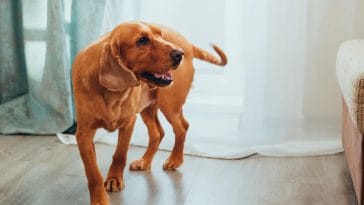 Why does my dog follow me to the bathroom