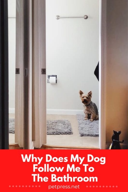 Why Does My Dog Follow Me To The Bathroom Science Behind It