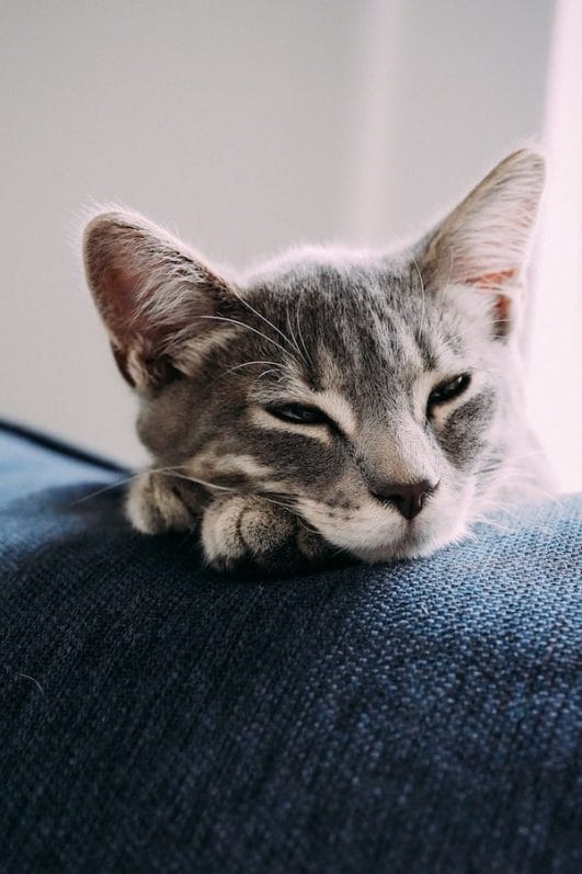 Why Do Cats Get Separation Anxiety? Reasons And What To Do