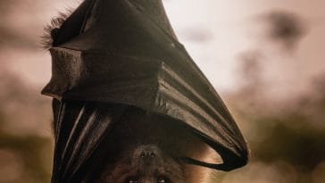 bat