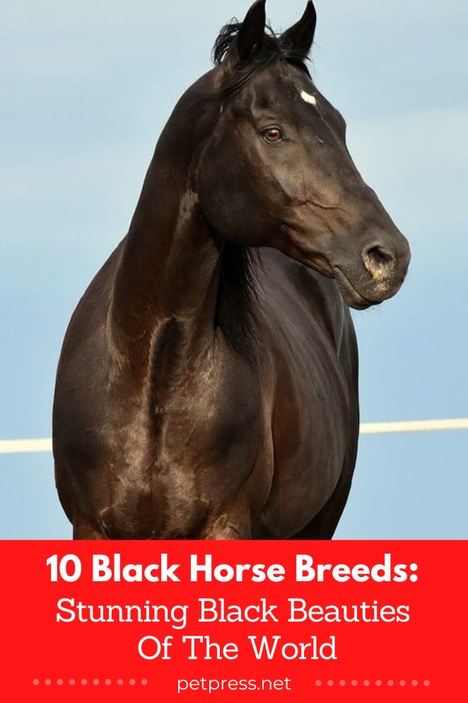 10 Black Horse Breeds Stunning Black Beauties Of The World