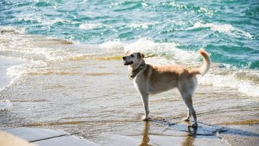 can dogs drink saltwater