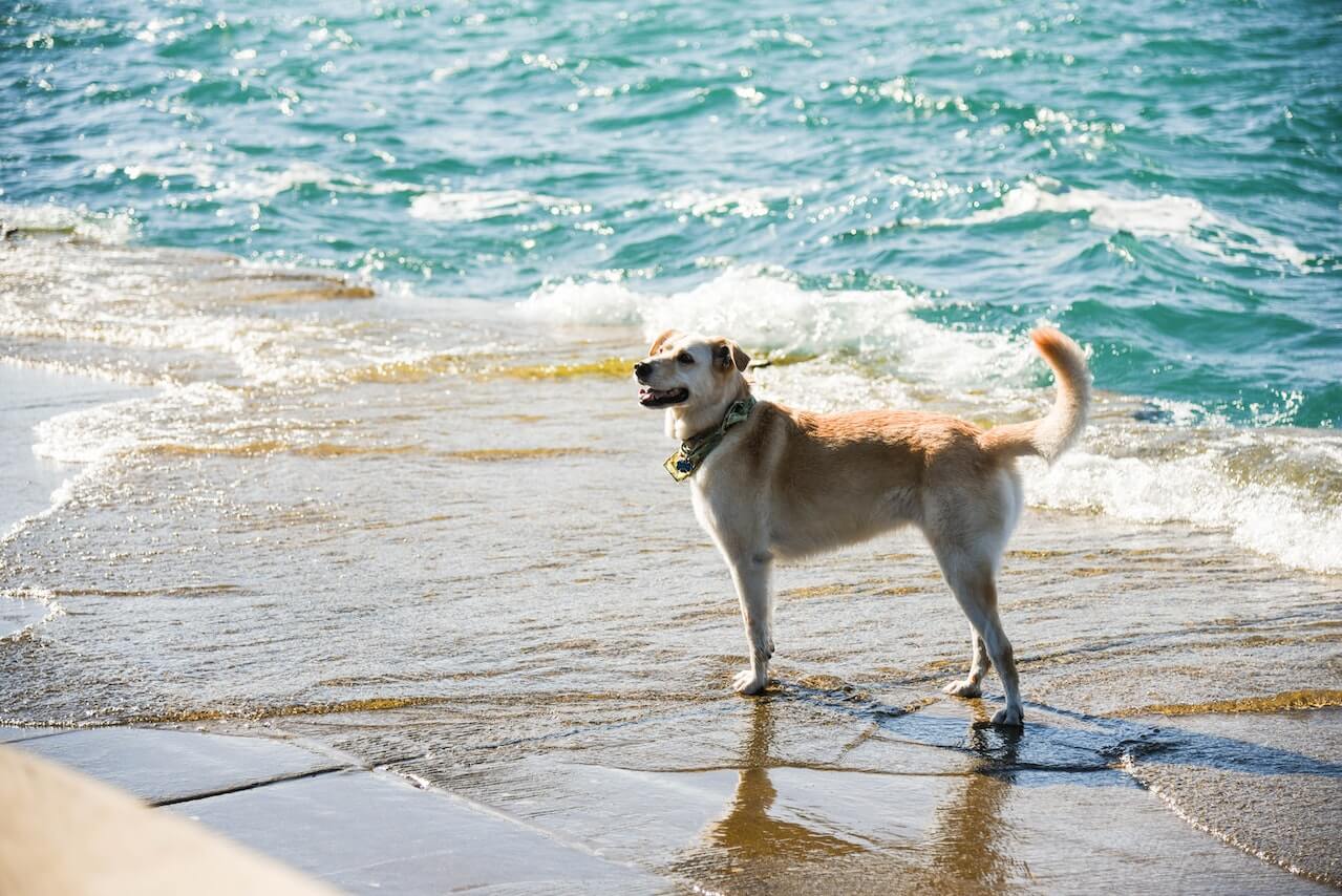 can-dogs-drink-saltwater-symptoms-and-prevention