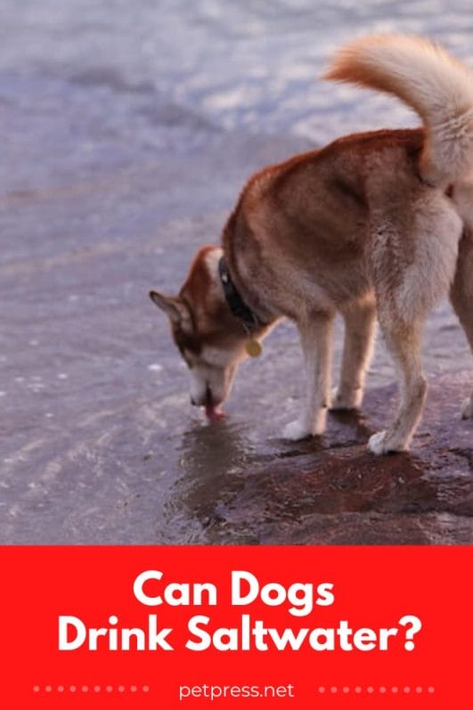 Can Dogs Drink Saltwater? Symptoms and Prevention