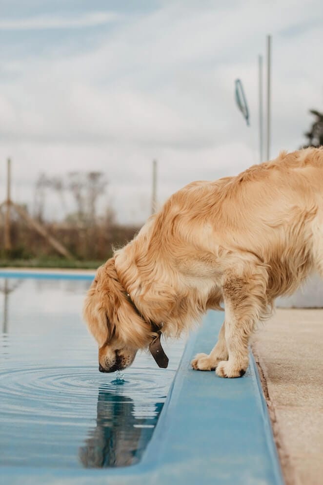 can dogs drink saltwater