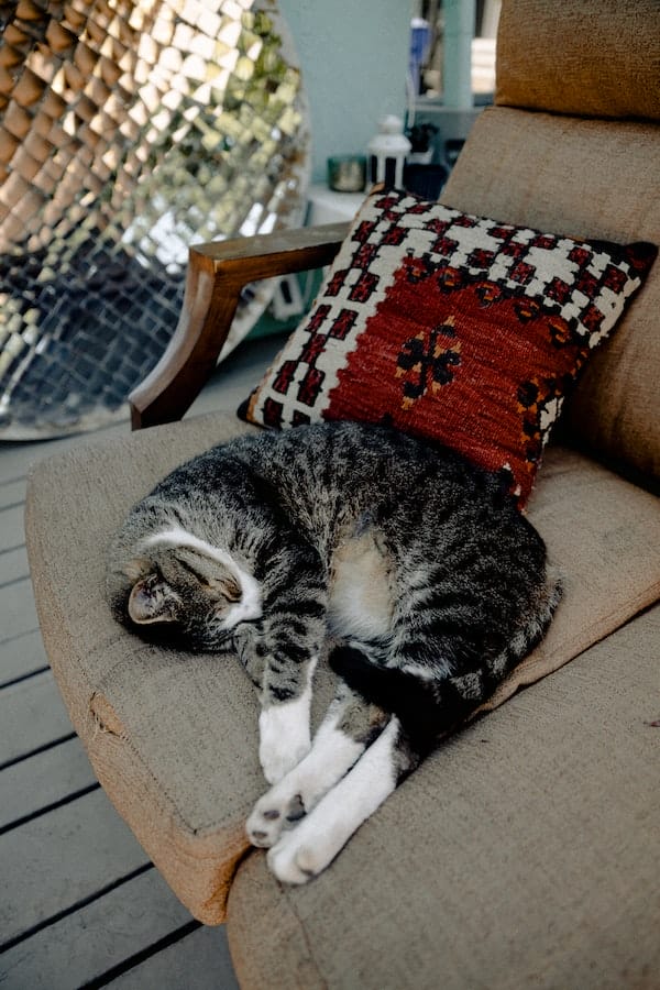 cat-sleeping
