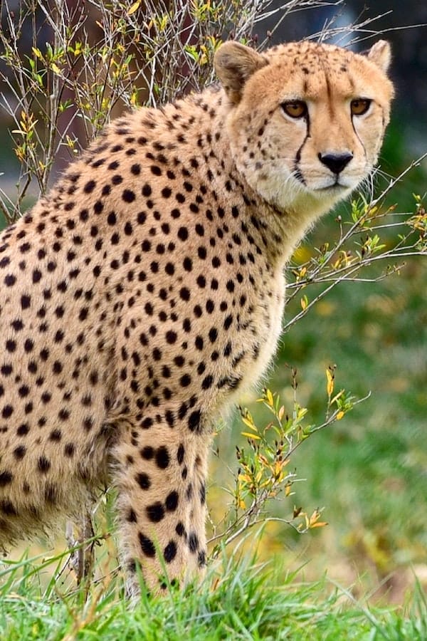 cheetah-facts