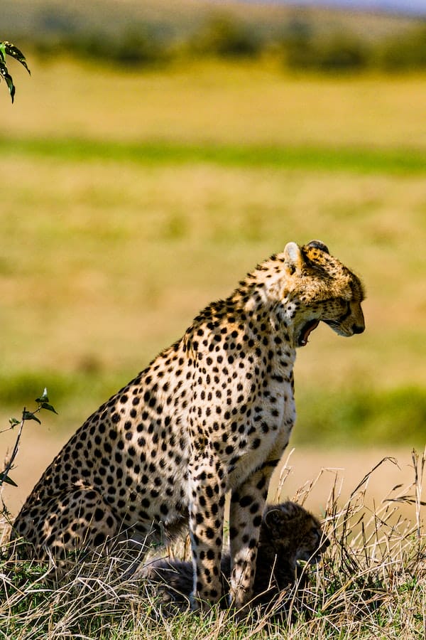 cheetah-facts