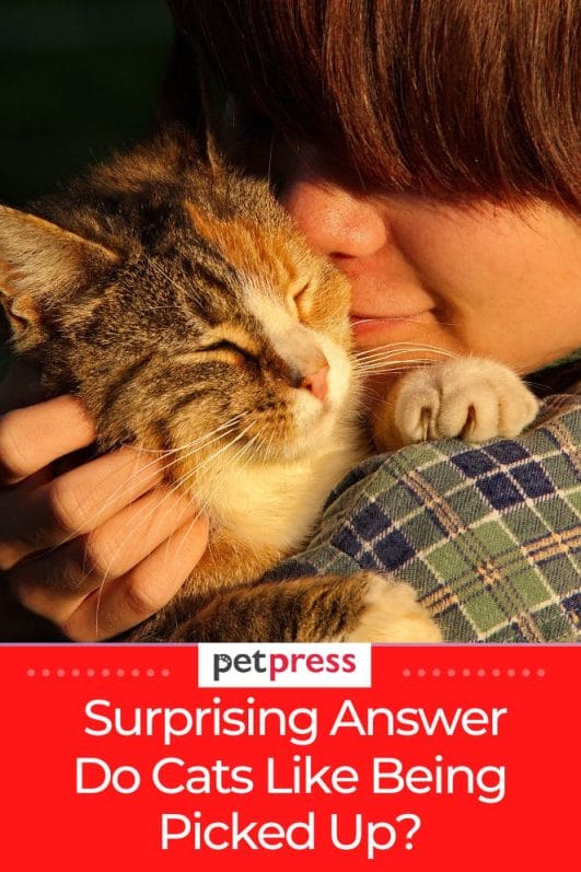 Surprising Answer Do Cats Like Being Picked Up?