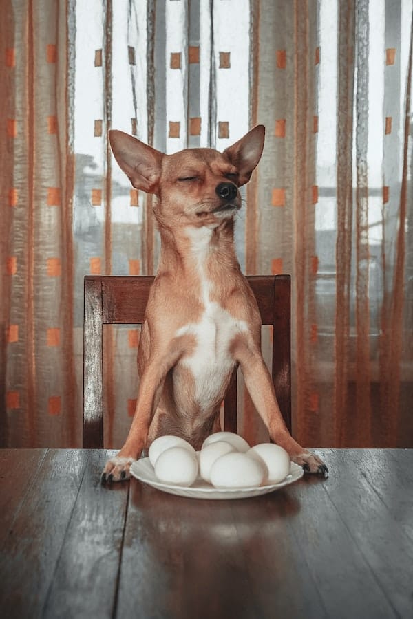 Is Raw Food Actually Good For Dogs? Facts You Should Know