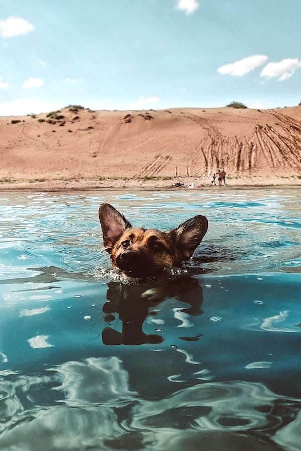 dog-swimming