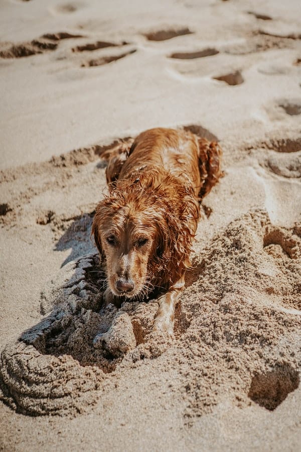 dog-swimming