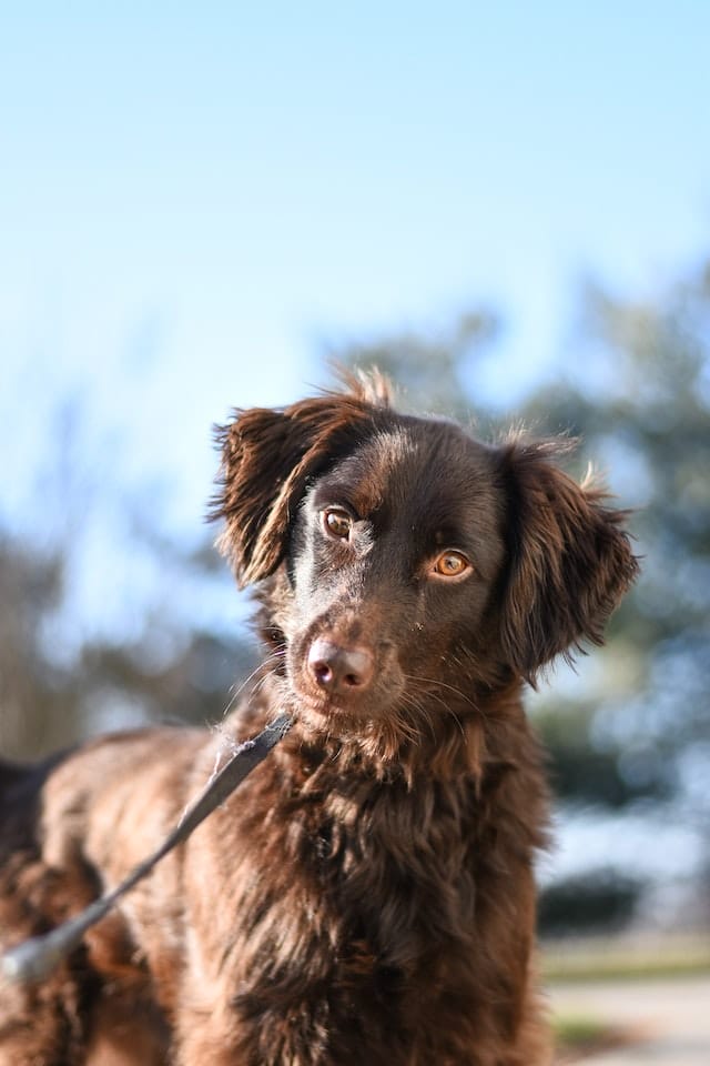 dog-whiskers