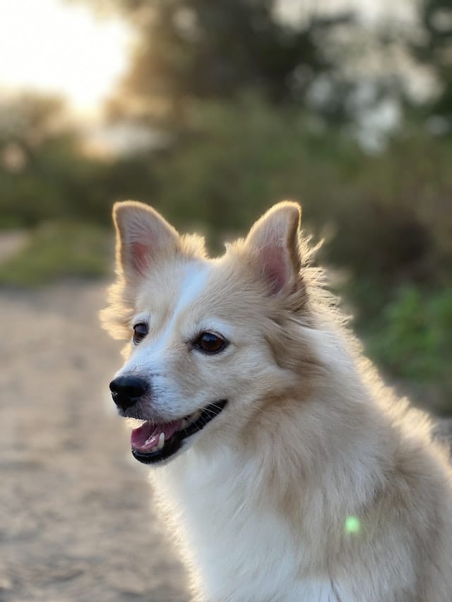 dog-whiskers