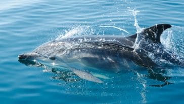 dolphin-facts