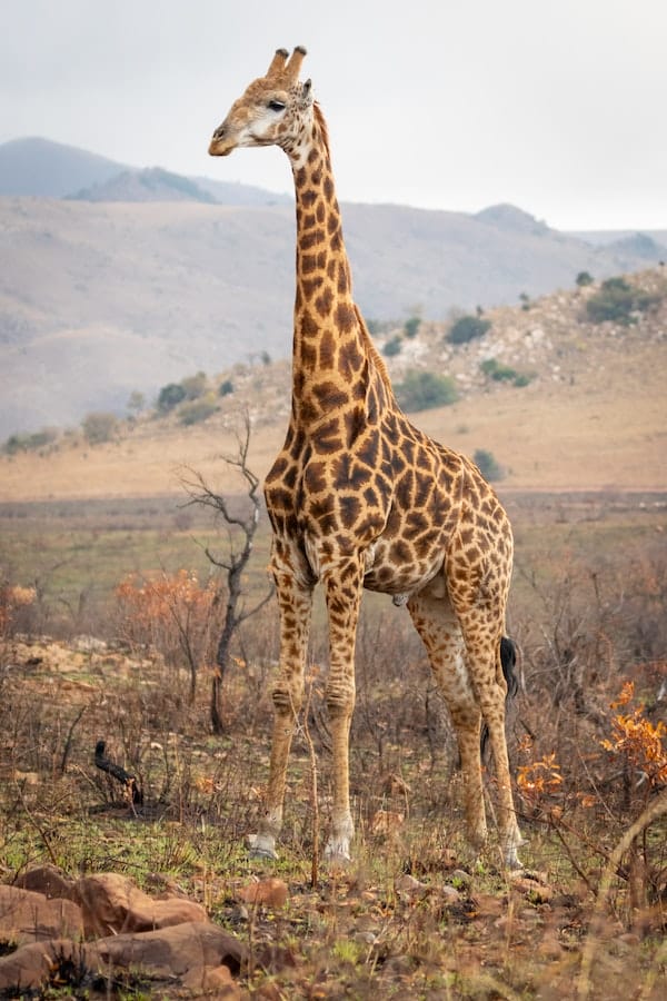 giraffe-facts
