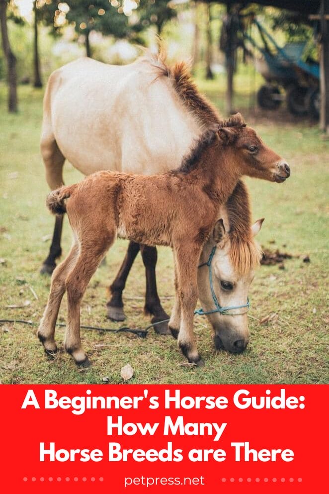 A Beginner's Horse Guide How Many Horse Breeds are There?