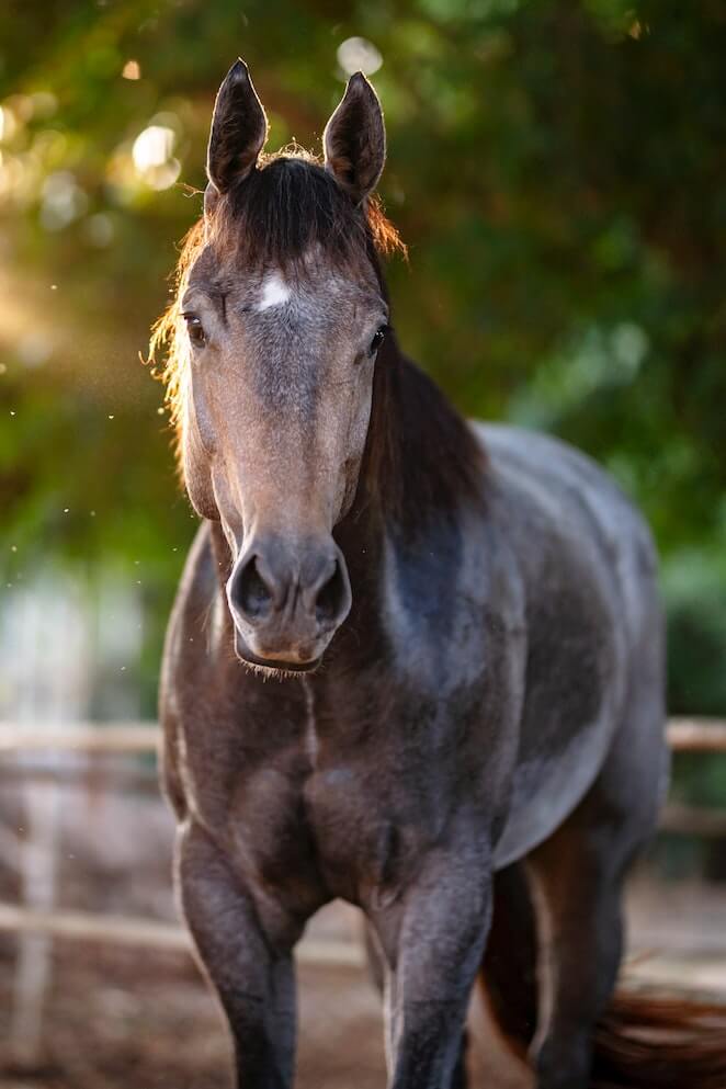 A Beginner's Horse Guide How Many Horse Breeds are There?