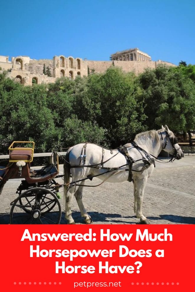 Answered: How Much Horsepower Does A Horse Have?