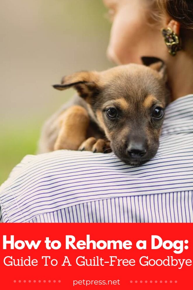 How To Rehome A Dog Guide To A Guilt Free Goodbye how-to-rehome-a-dog-guide-to-a-guilt-free-goodbye