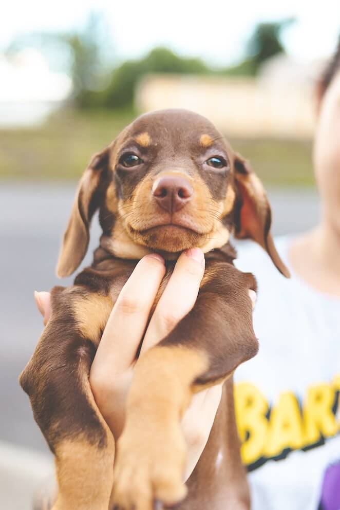 How to Rehome a Dog Guide To A GuiltFree Goodbye