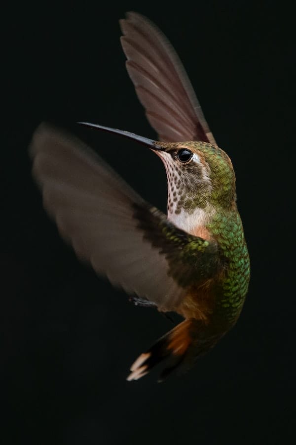 hummingbird-facts