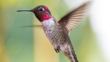 hummingbird-facts