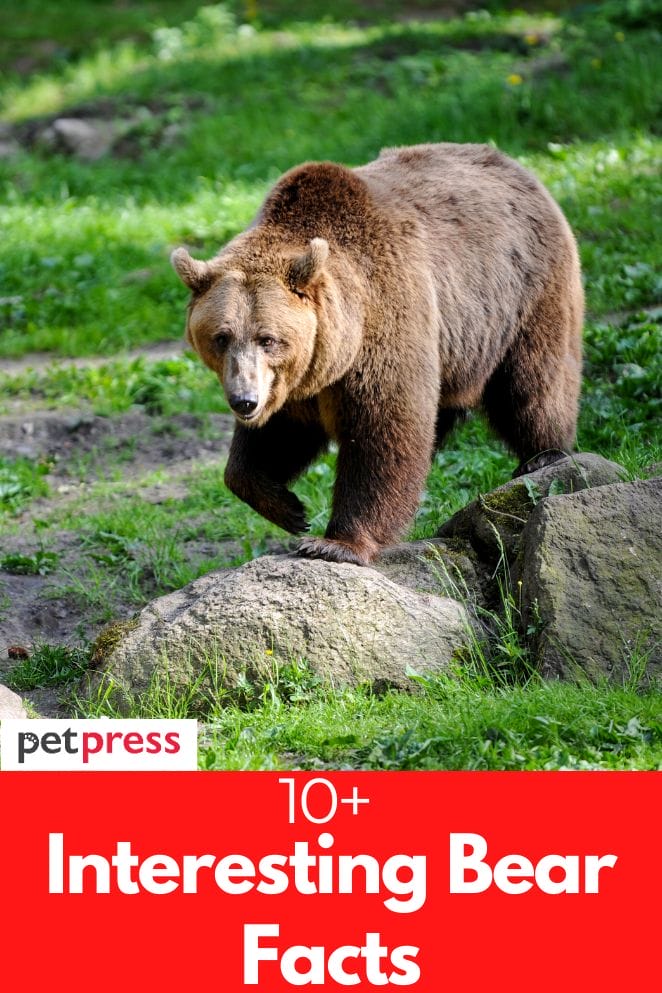 10+ Interesting Bear Facts That Will Amaze You