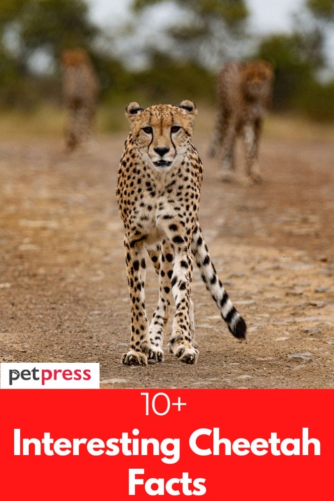 interesting cheetah facts