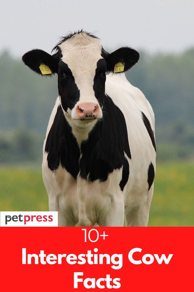interesting cow facts
