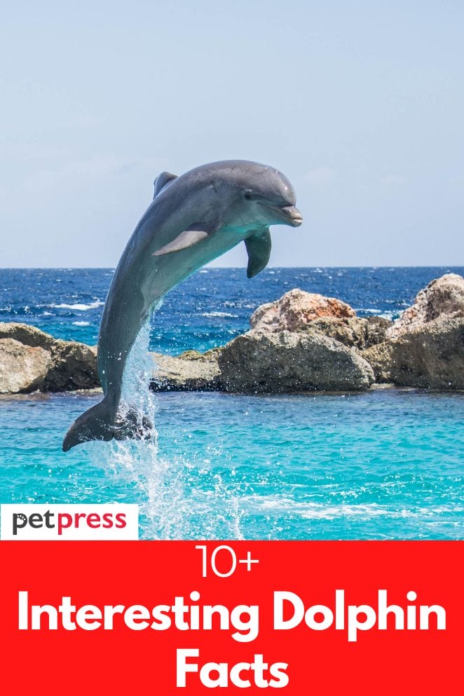 interesting dolphin facts