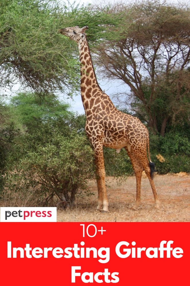 interesting giraffe facts