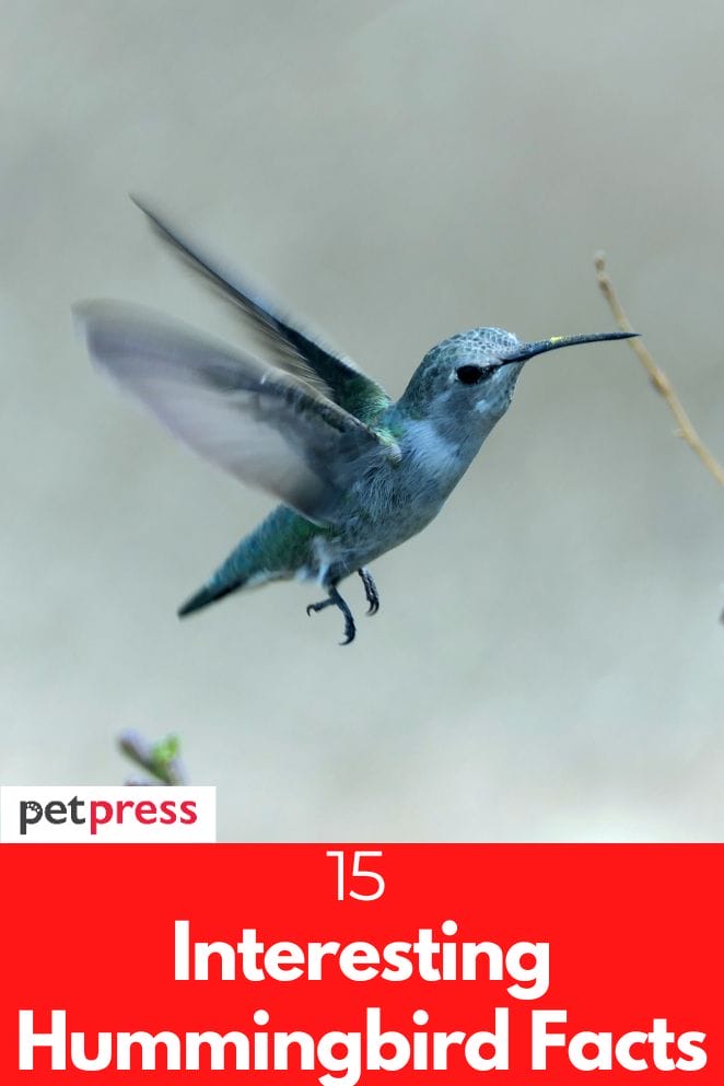 15 Interesting Hummingbird Facts That Will Amaze You