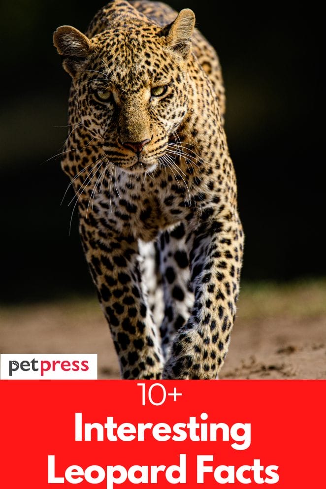 10+ Interesting Leopard Facts That You Probably Didn't Know