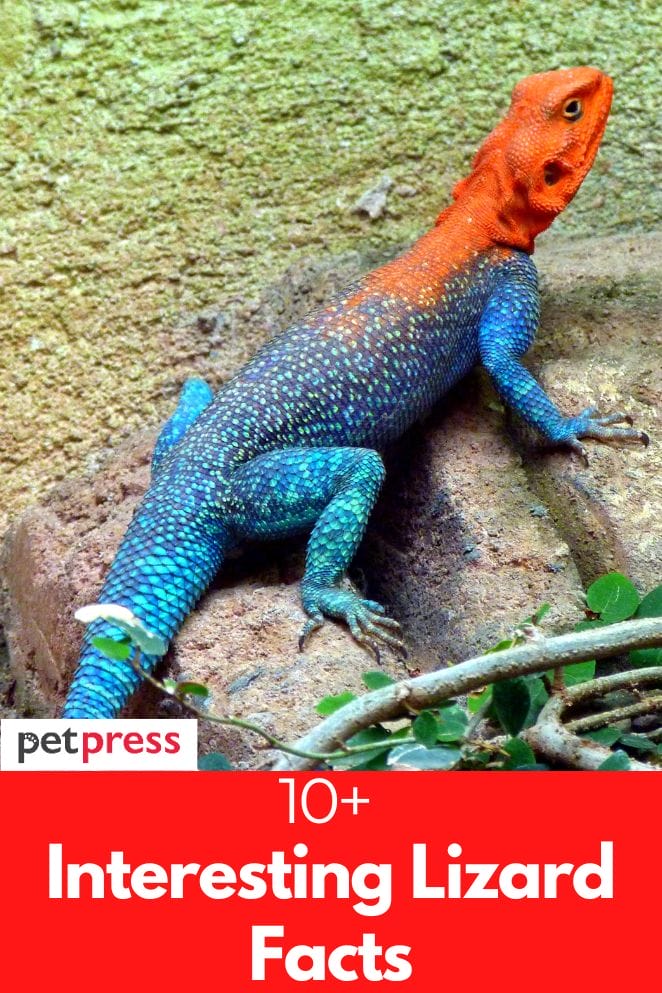 10+ Interesting Lizard Facts That Will Surprise You