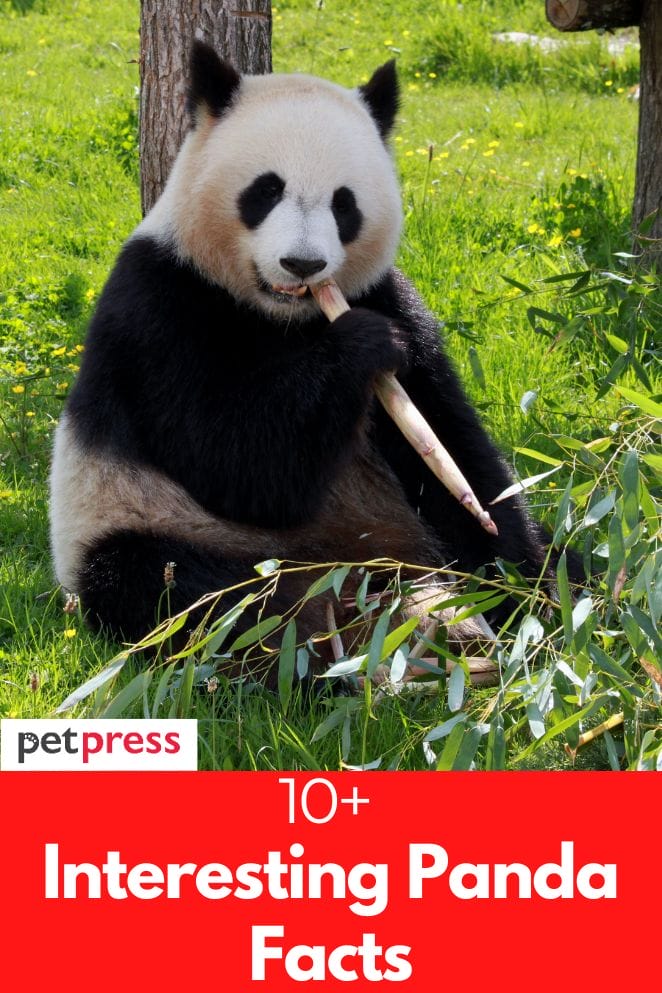 10+ Interesting Panda Facts That You Probably Didn't Know