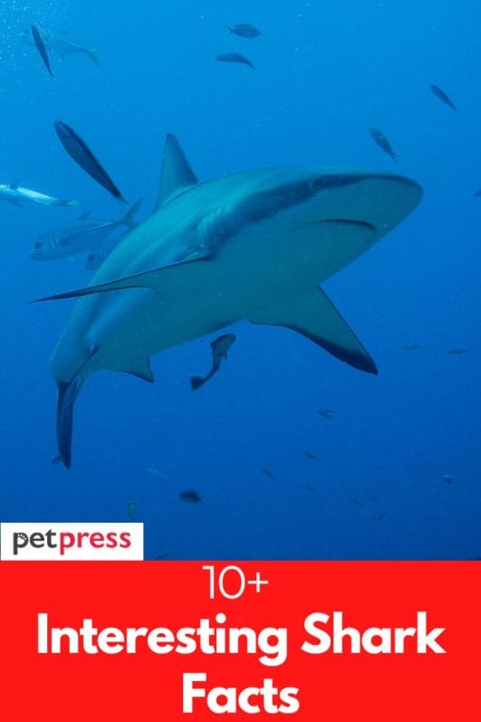 10+ Interesting Shark Facts That Will Amaze You