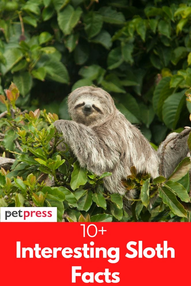 interesting sloth facts