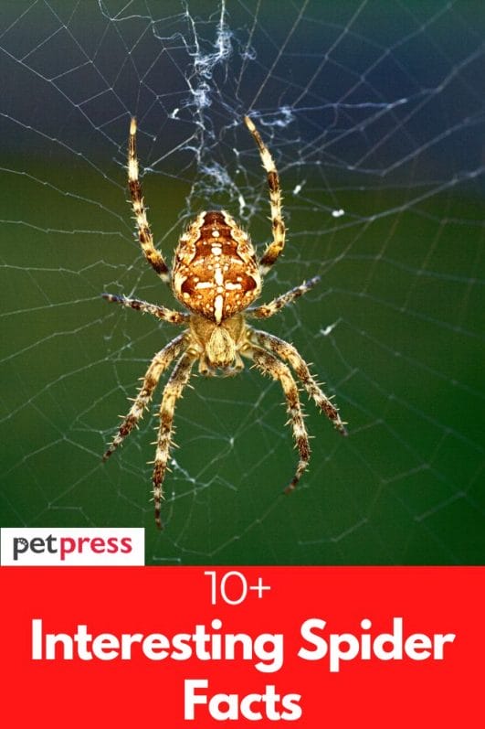 10+ Interesting Spider Facts That Will Surprised You Entirely