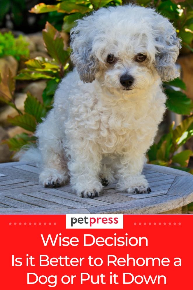 is it better to rehome a dog or put it down