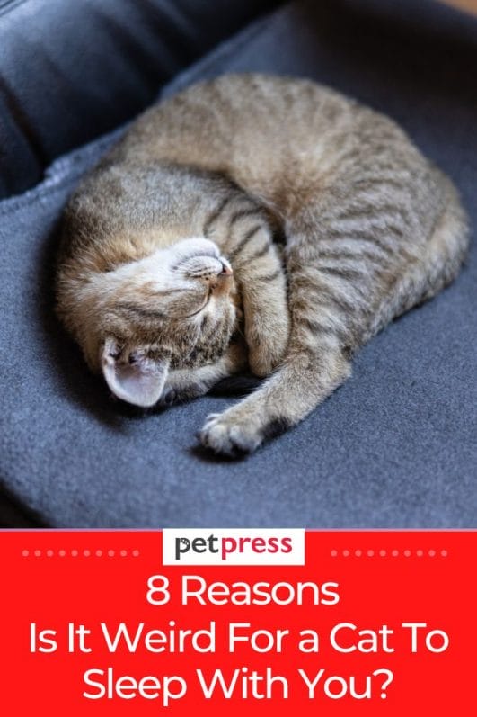 Is It Weird For a Cat To Sleep With You? 8 Essential Reasons