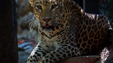leopard-facts