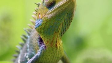lizard-facts