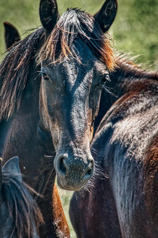 top-80-names-for-paint-horses