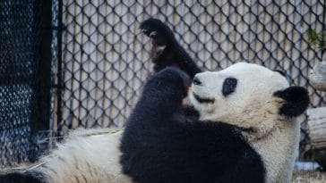 panda-facts