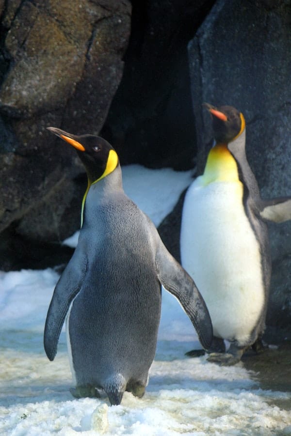 10+ Interesting Penguin Facts That You Should Know
