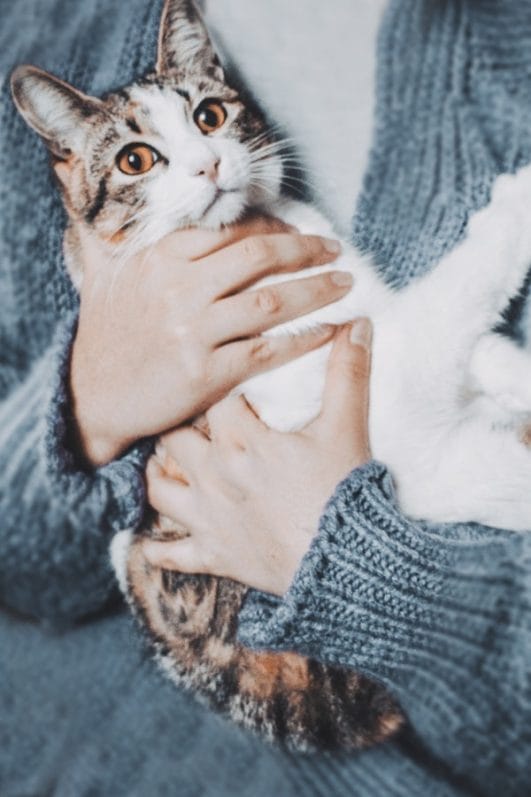 Surprising Answer: Do Cats Like Being Picked Up?