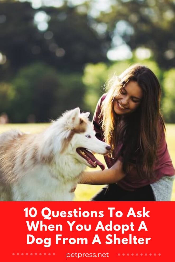 10 Questions To Ask When You Adopt A Dog From A Shelter