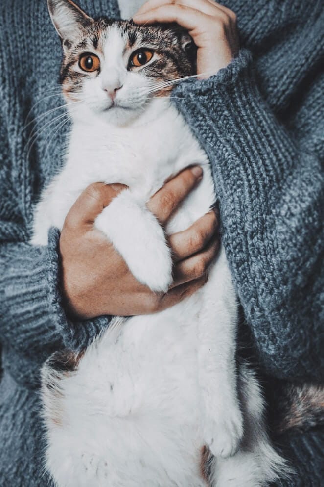 10 Questions To Ask Your Pet Sitter Before You Sign Them Up