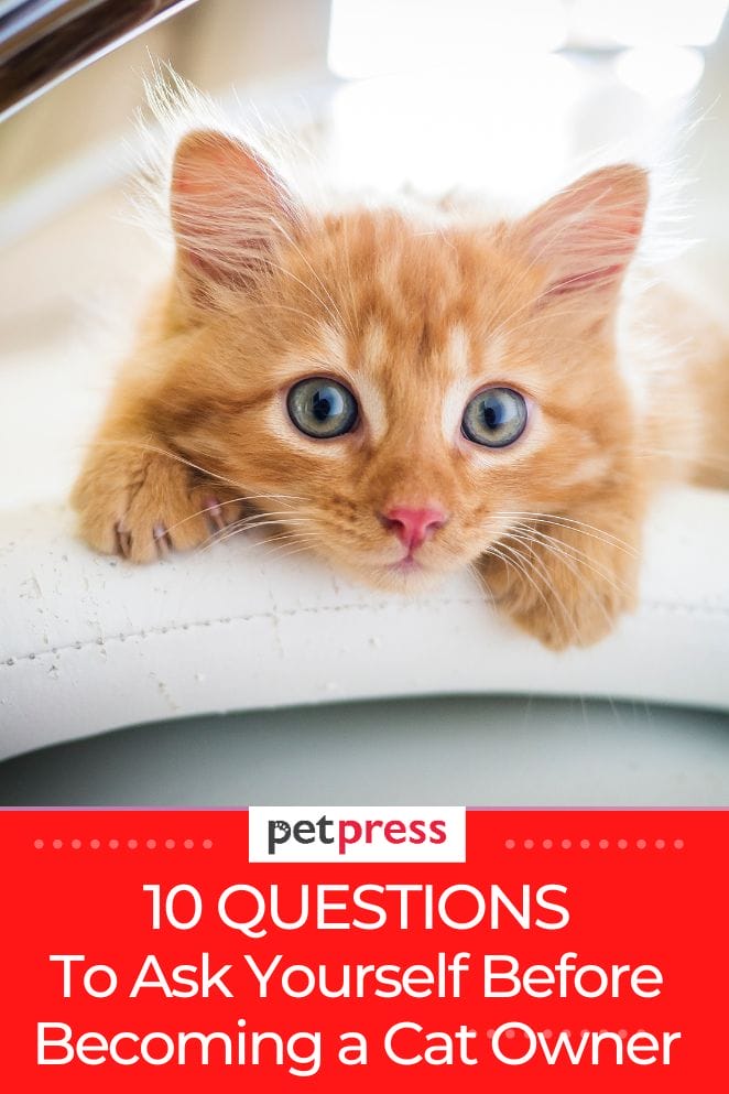 10 Questions to Ask Yourself Before a Cat Owner